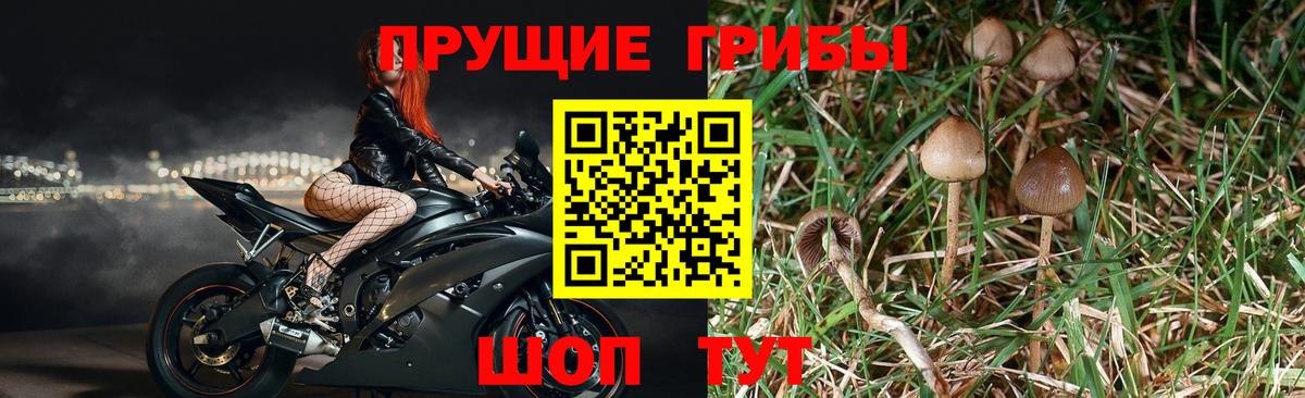 Сланцы  Псилоцибиновые грибы MAGIC MUSHROOMS  Псилоцибиновые грибы Psilocybine cubensis  Вход с VPN 